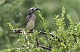 African Gray Hornbill